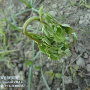 বথুয়াশাকের ঢলেপড়া রোগ